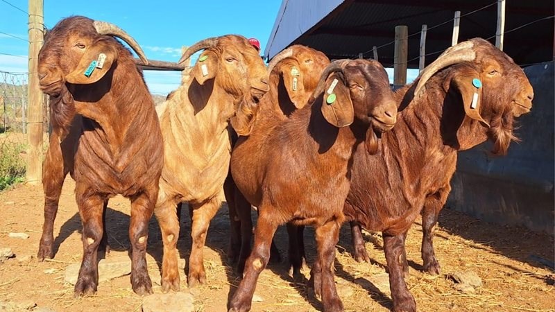 Henry Kioko: Livestock expert boosting local breeding with South Africa’s best genetics 1 Henry Kioko: Livestock expert boosting local breeding with South Africa’s best genetics