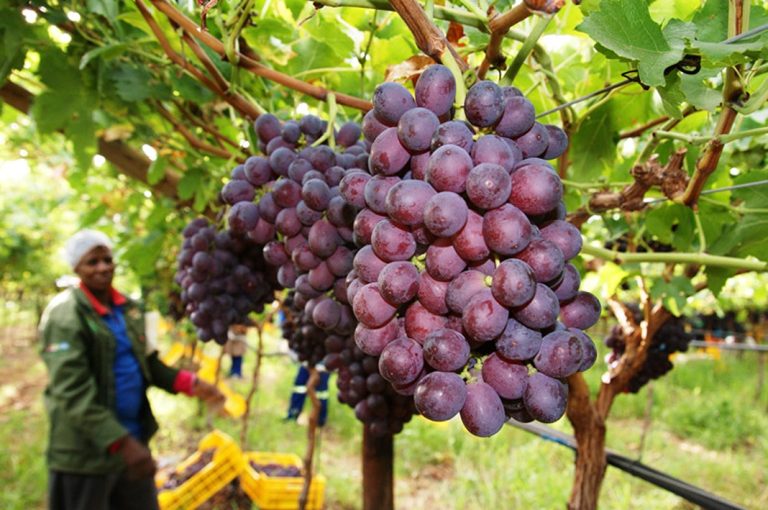 Edwin Githae: What we found out after investing in grape farming in Kitui