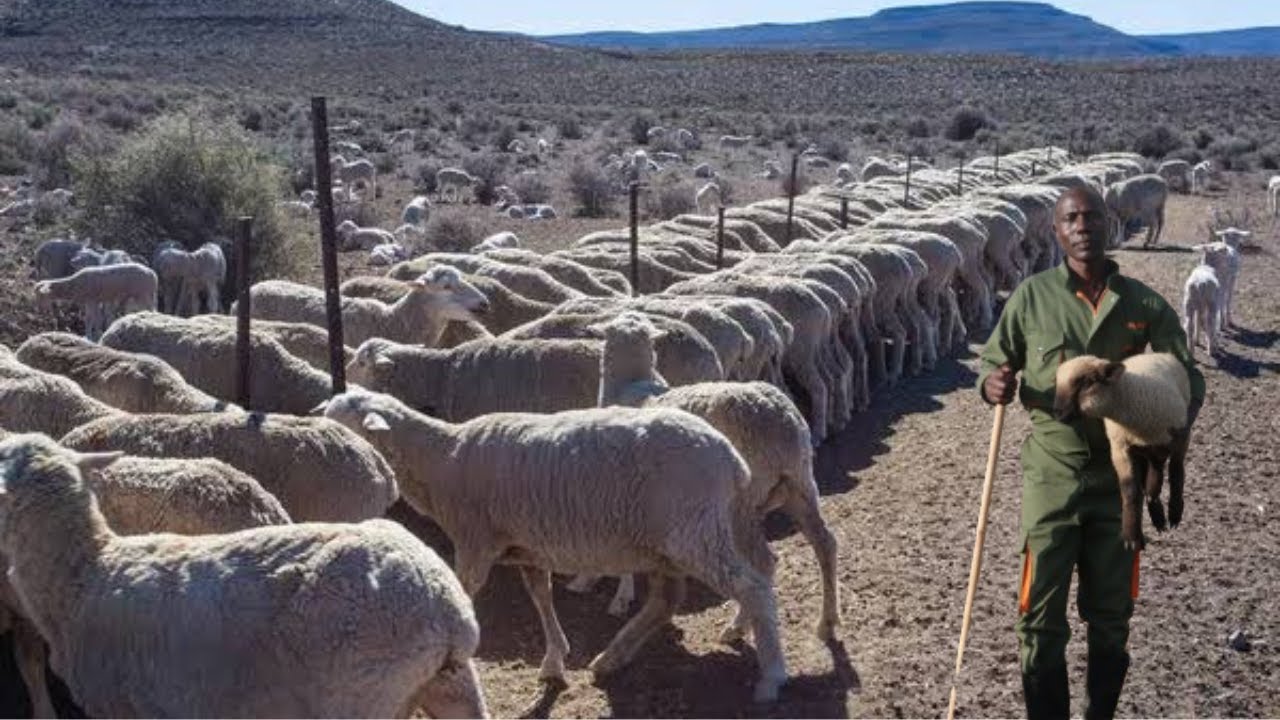 VIDEO: Farmer making profit keeping the biggest sheep in Molo