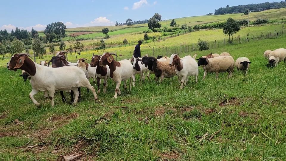 Samson Ng'etich: Molo farmer running biggest Hampshire farm in the country