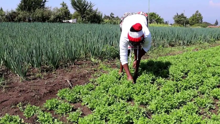 Esther Muthoni: Secrets about spring onion farming that make it a profitable venture