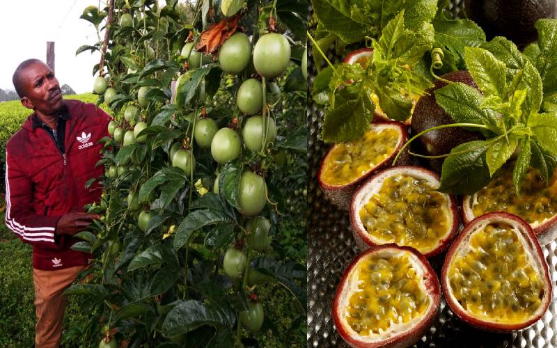 A step-by-step guide to profitable passion fruit farming