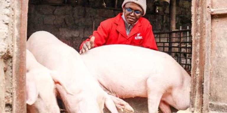 Brian Maina: How I grew my pig farm from 3 to 36 in less than a year