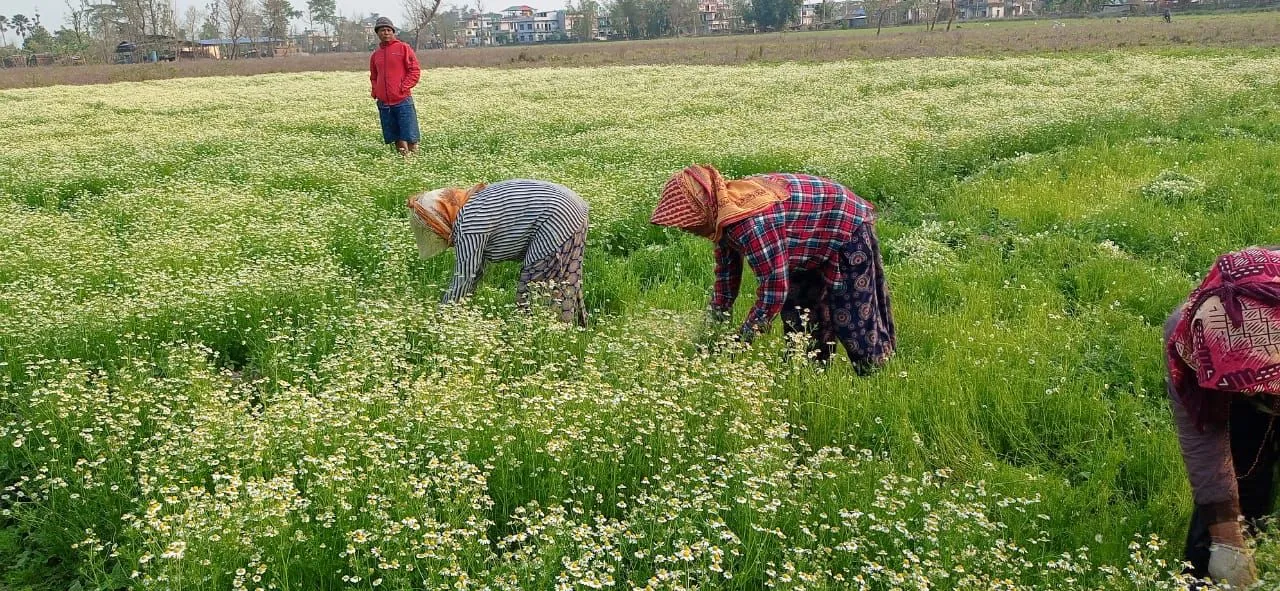 Chamomile farming: How farmers are secretly making money from this eight-week herb 1 Chamomile farming: How farmers are secretly making money from this eight-week herb