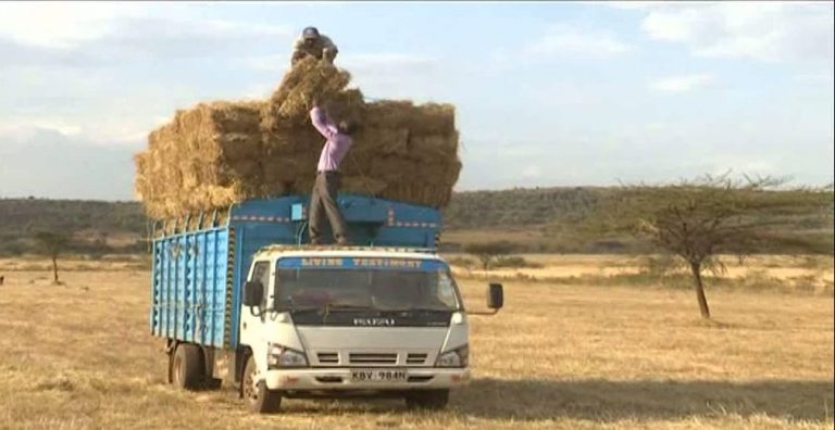 Step-by-step guide to profitable hay business in Kenya