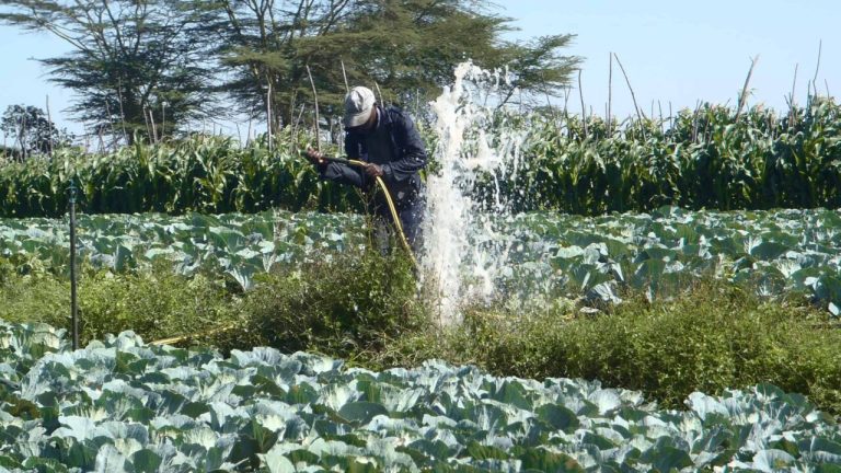 Explainer: Farming ideas that can make you poor immediately