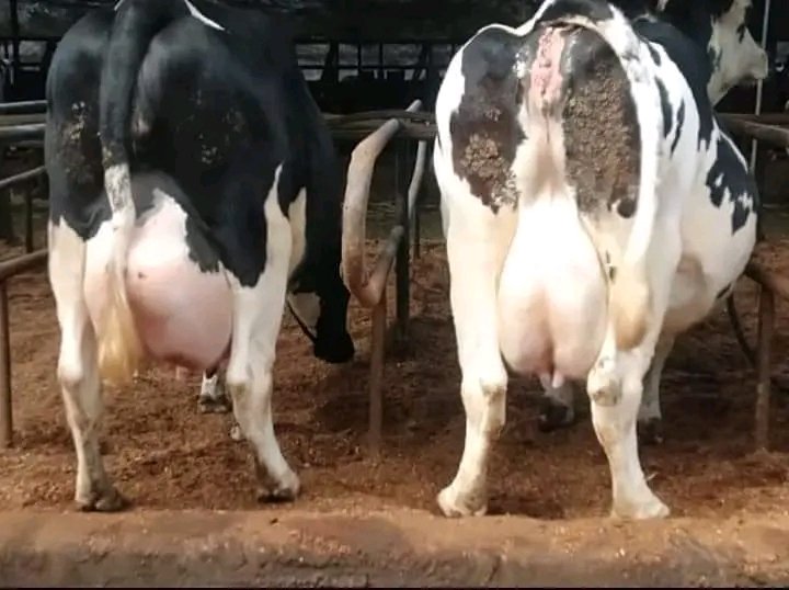 KALRO introduces new high-yielding cow to boost local milk production