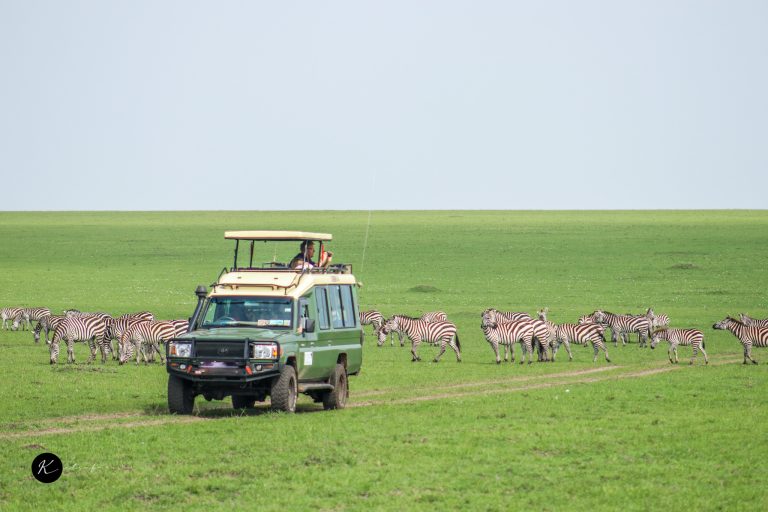 Budget-Friendly and Luxury Kenya Safari Options with KETS Safaris