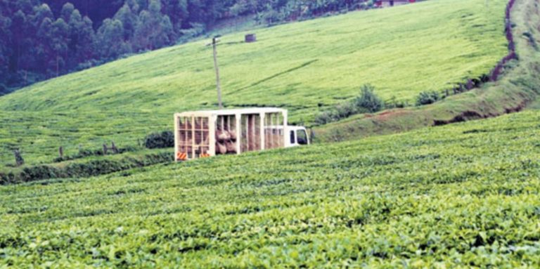 KCB Bank to auction Kericho tea farm over Sh1 billion debt