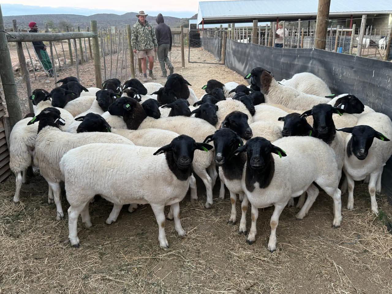 Livestock expert calls on farmers to invest in Dorper farming as demand for mutton soars