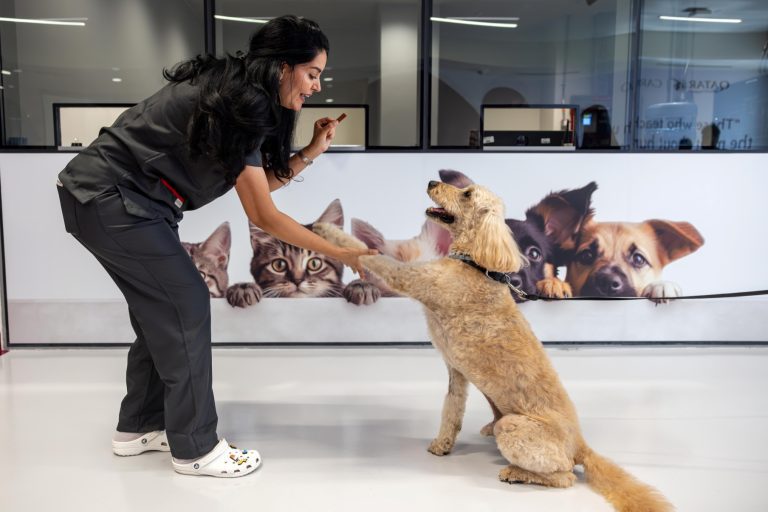 Jet-set pets: How Qatar Airways is redefining pet travel