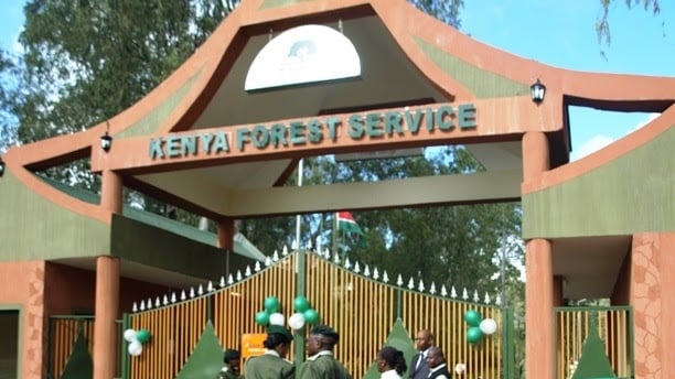 Kenya Forest invites applications for training programmes; How to apply