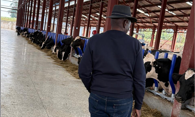 President William Ruto attends to cows at his Koelel Farm in Uasin Gishu County