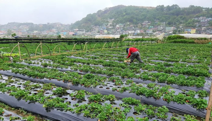 Anthony Ngatia Mwihoko strawberry farm