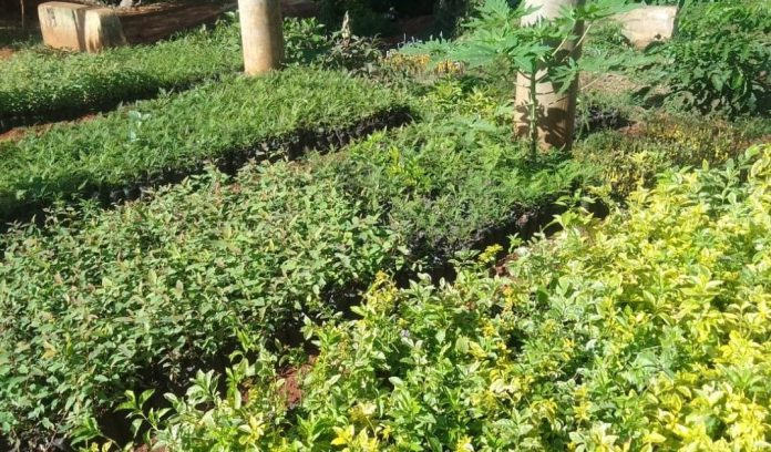 tree nursery business
