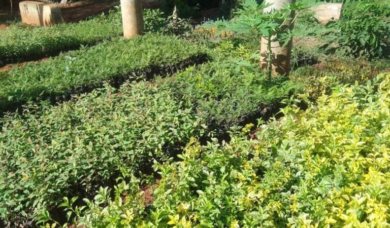 tree nursery business