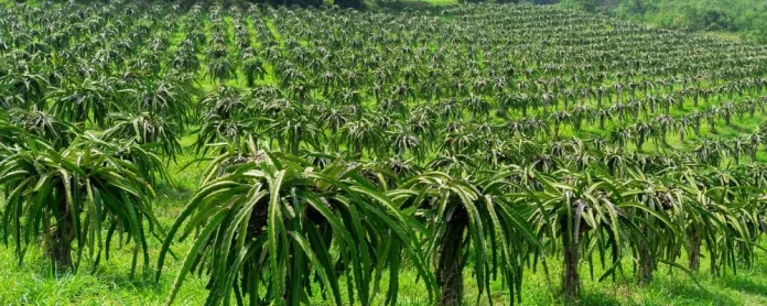 Dragon fruit farming