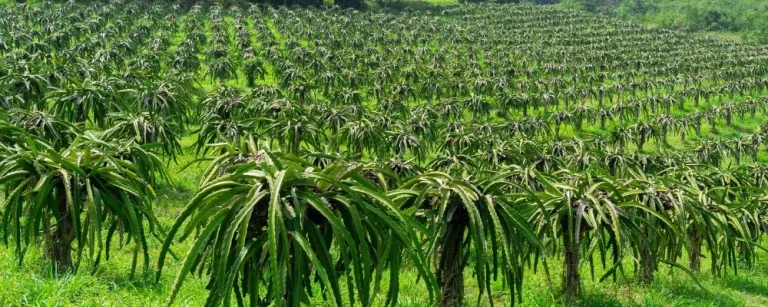 I made Sh40k from first dragon fruit harvest. Should I quit my Sh30k job to focus on farming?