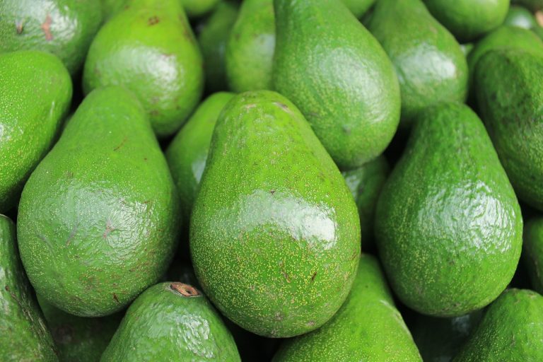 Avocado export