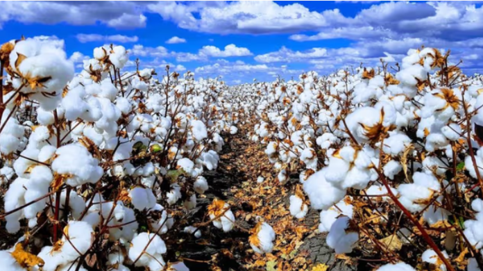 Cotton farming in Kenya