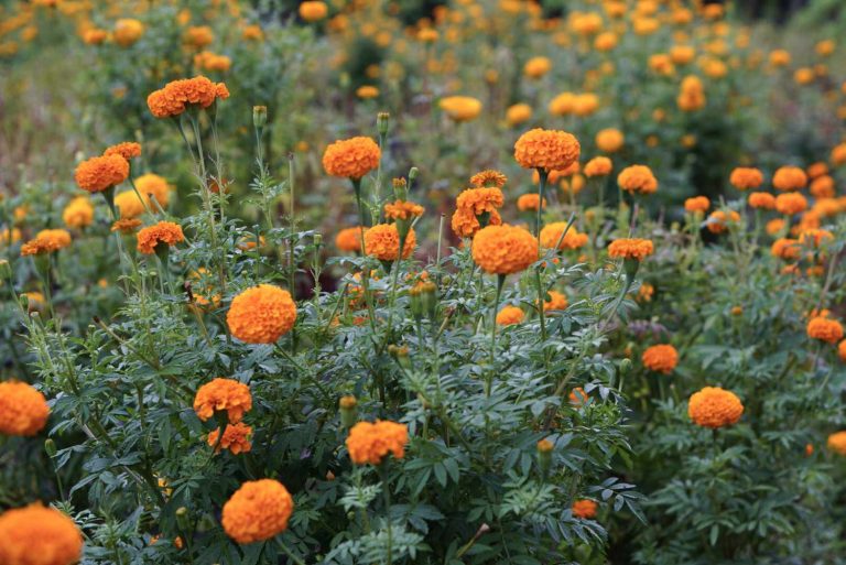 mexican marigold flower