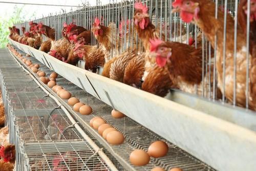 eggs production in poultry farming