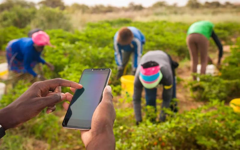 Inside Kenyan fintech using AI to offer quick credit to small agribusinesses