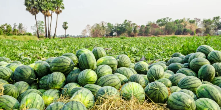 Watermelon farming