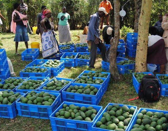 Avocado farming potential earning per season