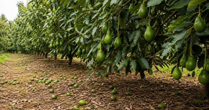 Hass Avocado farming in Kenya