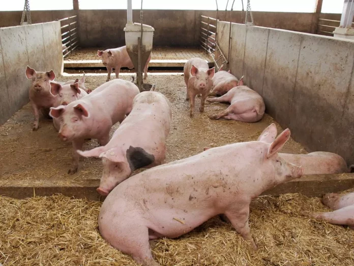 Pig farming
