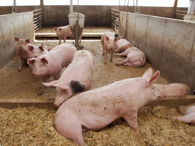 Pig farming: Management tips every farmer needs to follow for a profitable business