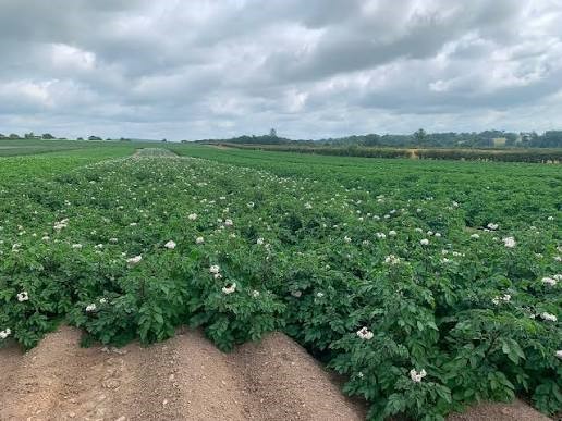Potato farming in Kenya