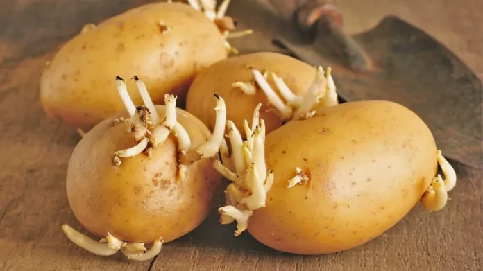 Sprouting potato