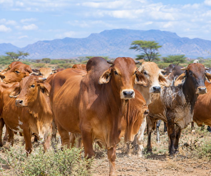 Boran cattle best for beef production