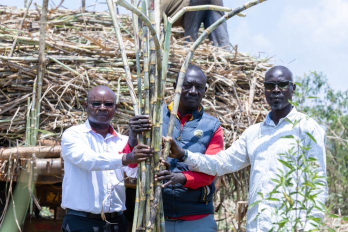 Sugarane farmers