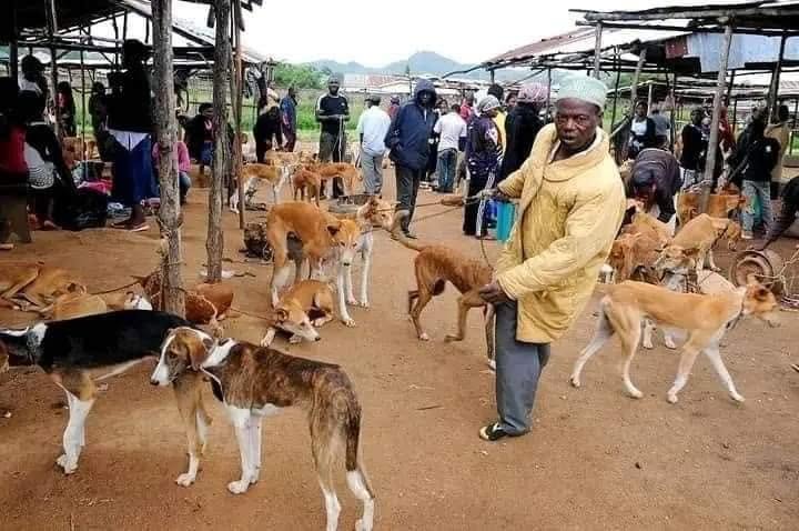 Inside Kenya’s dog market where indigenous breeds fetch up to Sh3,500