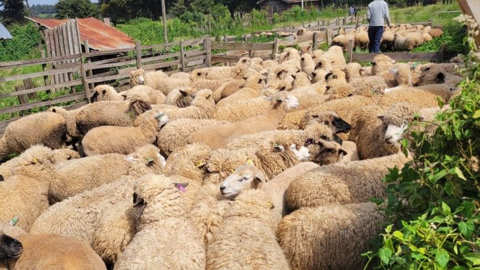Dorper sheep