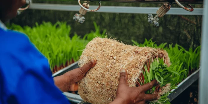 Hydroponic fodder