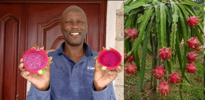 Anthony Kinoti develops first locally bred dragon fruit variety