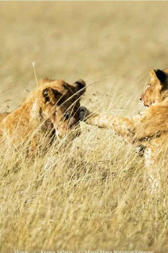 Lions at Maasai mara game resrrve