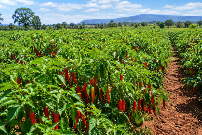 Chilli farm