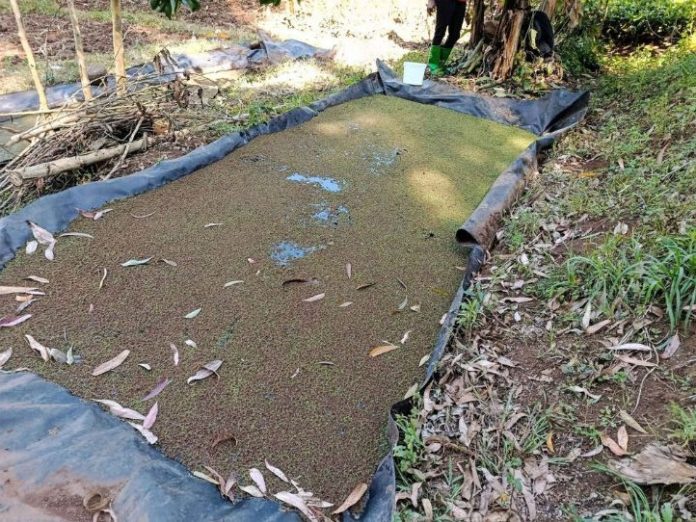 Azolla farming