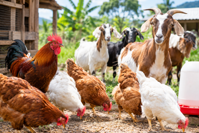 livestock, poultry farming