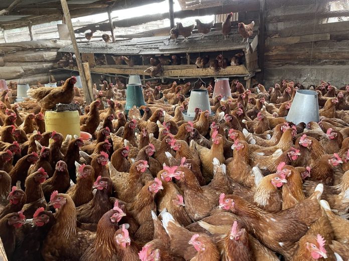 Poultry farming