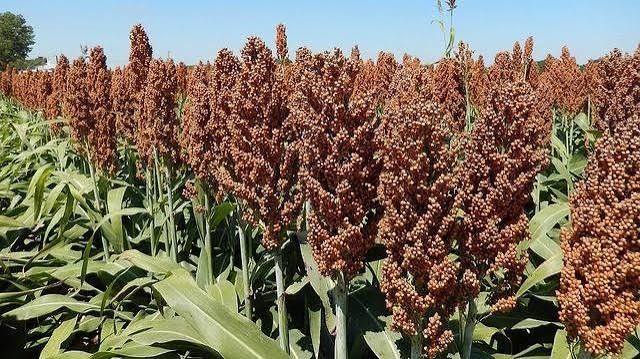Sorghum plantation